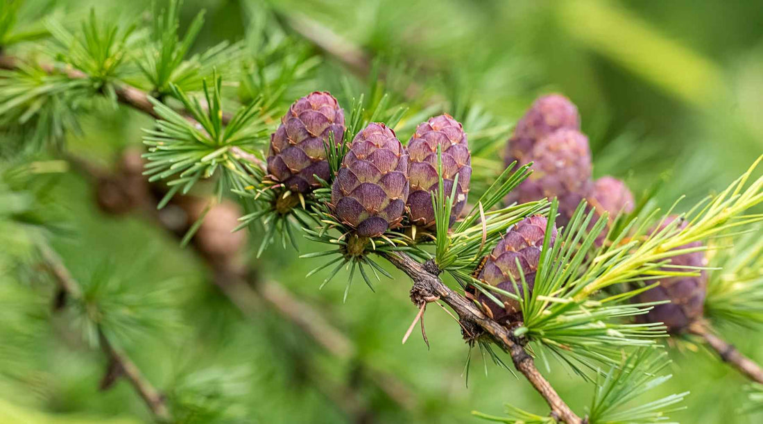 Ingrédients Ingénieux: Les Étonnants Secrets De Beauté Cachés Dans les Troncs D'Arbre